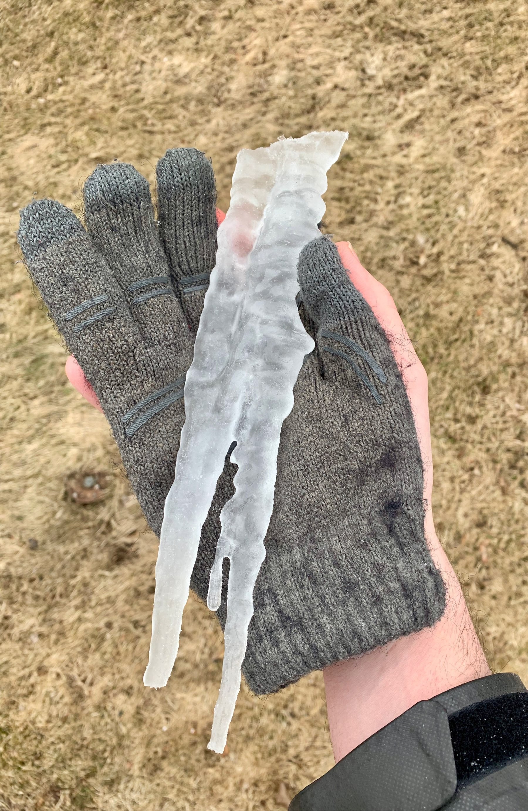 A large icicle made of sap being held in a glove